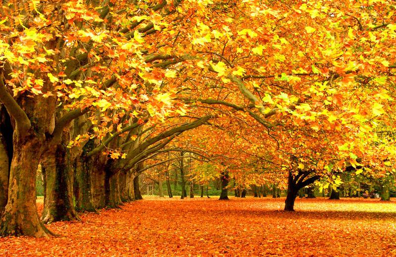 法国梧桐树秋天落叶美景欣赏