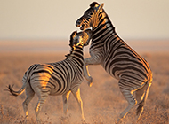 非洲草原动物条纹斑马壁纸