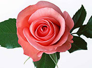 粉色玫瑰图片微距特写
