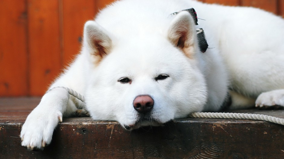 ϵȮȱͼƬ