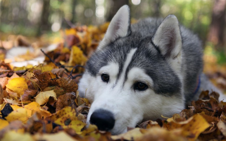 ľѩȮͼƬ