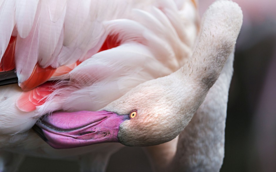 ëͼƬ