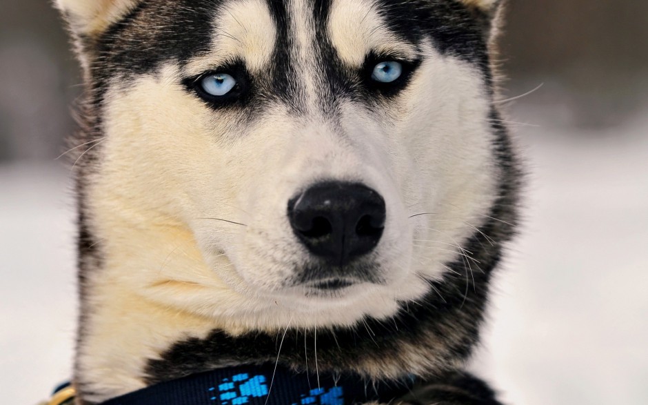 ľѩȮͼƬ