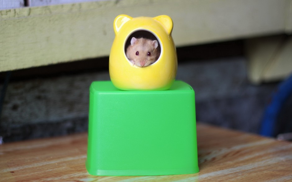 ͼƬģƤɰ