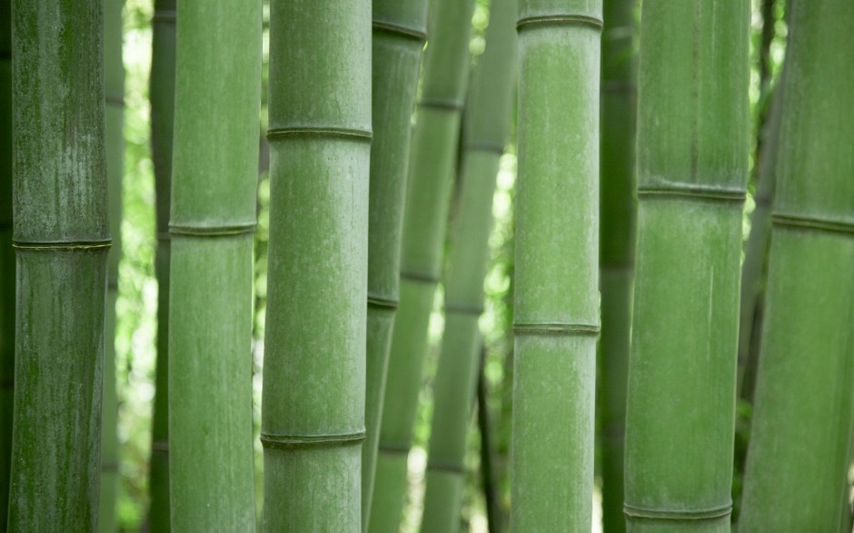 高清绿色竹子ppt背景图片