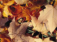 唯美秋天植物树叶图片素材