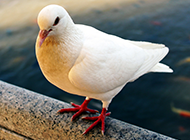姿态优雅高贵的红爪白色信鸽图片