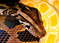 颜色犀利凶猛的巨蟒蛇图片