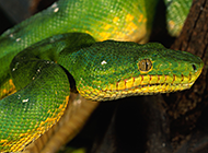 颜色独特的大翡翠蟒蛇图片