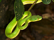 盘曲树干的可怕亚马逊蟒蛇图片