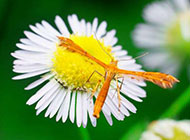 夏天的昆虫图片微距摄影作品
