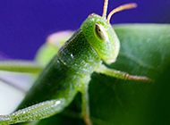 绿色昆虫蚱蜢的微距摄影图片