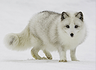 雪地里可爱的北极狼高清图片