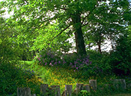 花园里的绿色大树摄影图片