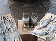 猫咪想吃鱼搞笑的亮点图片