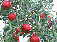 又香又甜的红苹果树图片