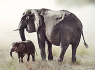 草原上可爱的大象图片