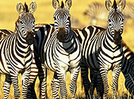 野生非洲斑马高清图片欣赏