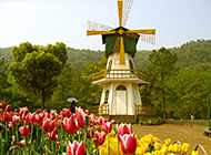 欧洲著名的荷兰郁金香公园