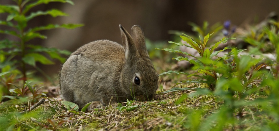 超可爱的小兔子摄影图片