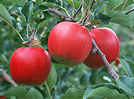 枝头的红苹果高清图片