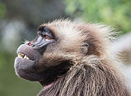 动物园的可爱猴子图片