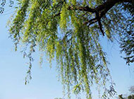 春天的柳树摄影图片