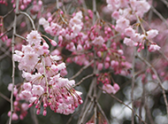 温暖的春天粉色樱花摄影图片