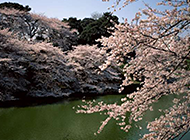 盛开的樱花树图片素材
