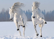 雪地上奔跑的白马图片