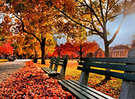 秋天唯美公园金色树林风景壁纸