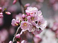 初春树林粉红樱花摄影图片