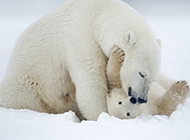 可爱呆萌的北极熊图片
