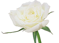 一朵白玫瑰唯美高清图片