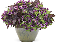深紫色的牵牛花盆栽图片