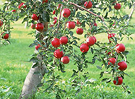 秋天硕果累累的苹果树图片