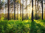 阳光下的大自然森林风景图片