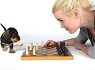 狗狗下象棋恶搞图片