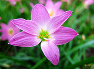 粉红色春天野花摄影图片