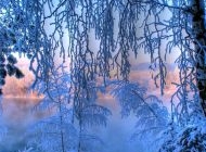 美丽树雪景图片 冬天拍摄的美丽雪景图片大全电脑桌面壁纸下载第二辑