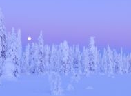 冬天雪景图片 东北冬天雪景唯美景色图片电脑桌面壁纸