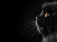 真黑猫图片 神秘的黑猫图片