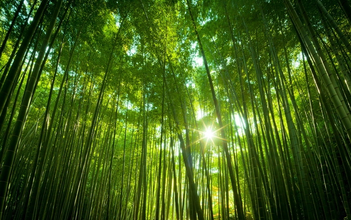 ɭľ羰ֽ 1920X120016P