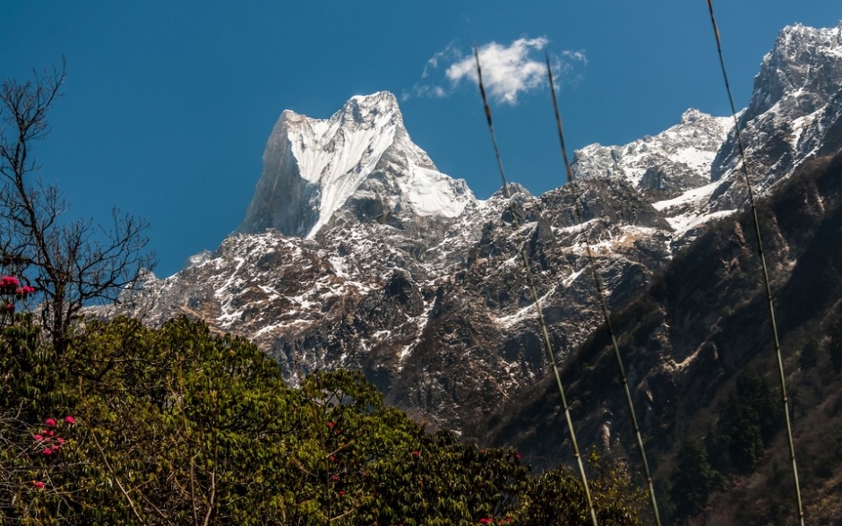 ϲţHimalaya)羰ֽ