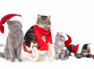 圣诞节可爱猫群欢乐电脑壁纸下载