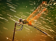 风雨里紧紧抓住枝头的红蜻蜓桌面壁纸