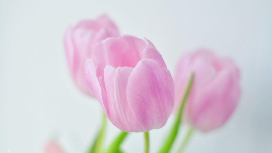 <b>ĻͼƬֽ</b>