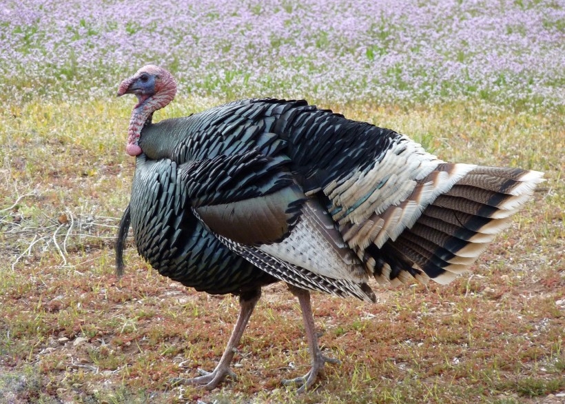 ӵнëĻͼƬ