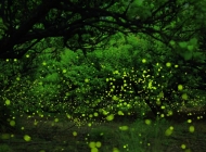 盛夏森林里的光圈图片