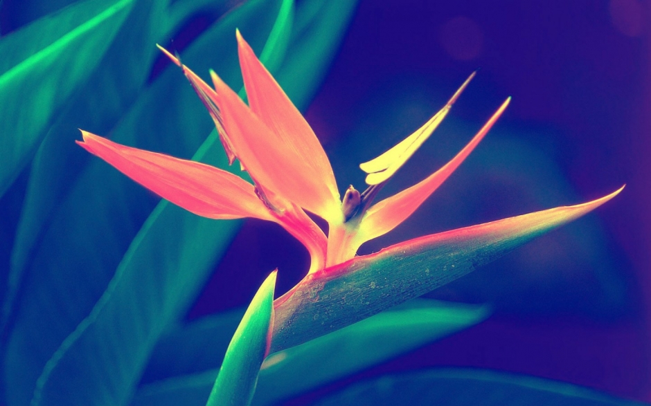 ۷羰ֽ